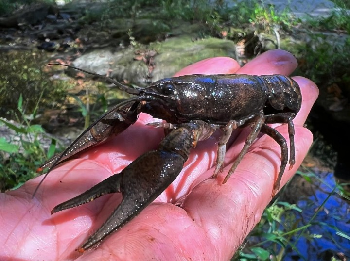 Crayfish